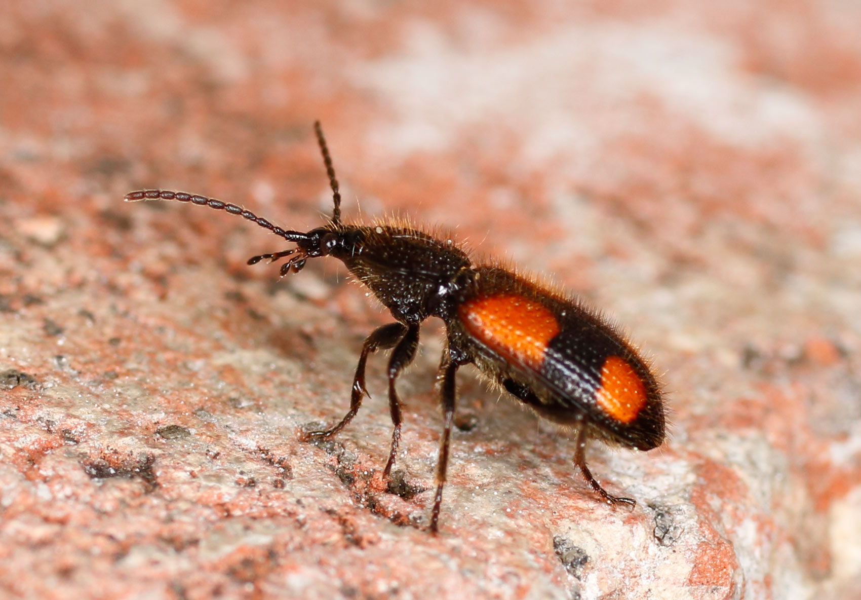 Carabidae: Panagaeus bipustulatus